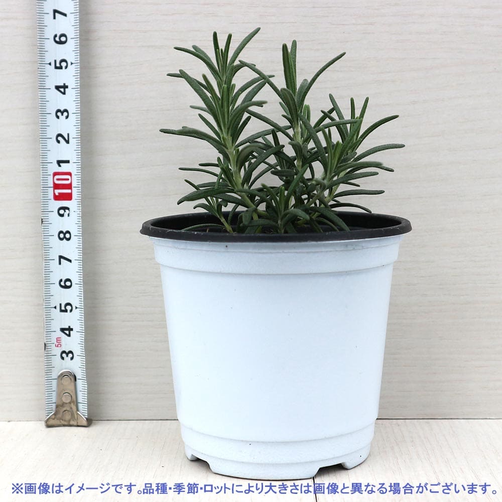 ローズマリー アルプ 10.5cm2個～【おうちで簡単！育てやすい10.5cmポットハーブ苗シリーズ！】