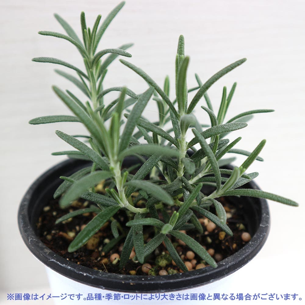 ローズマリー アルプ 10.5cm2個～【おうちで簡単！育てやすい10.5cmポットハーブ苗シリーズ！】