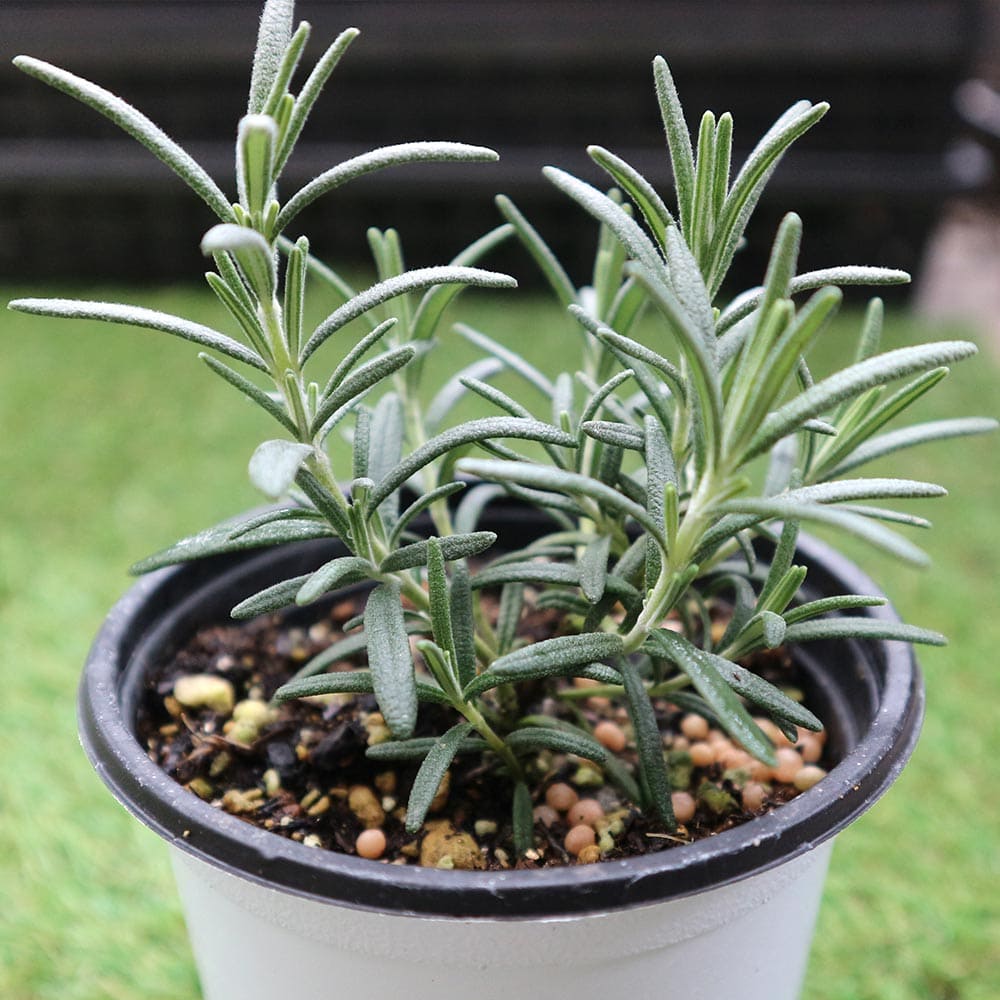 ローズマリー アルプ 10.5cm2個～【おうちで簡単！育てやすい10.5cmポットハーブ苗シリーズ！】