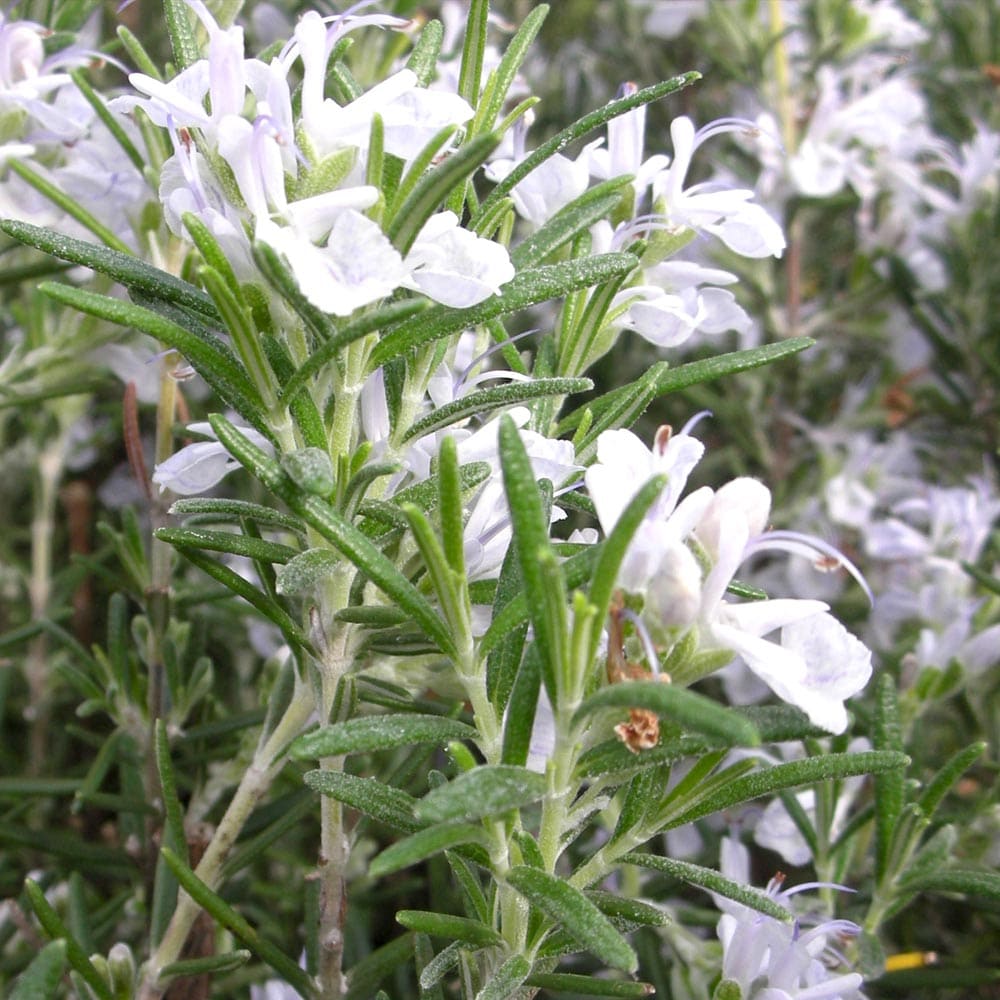 ローズマリー アルプ 10.5cm2個～【おうちで簡単！育てやすい10.5cm