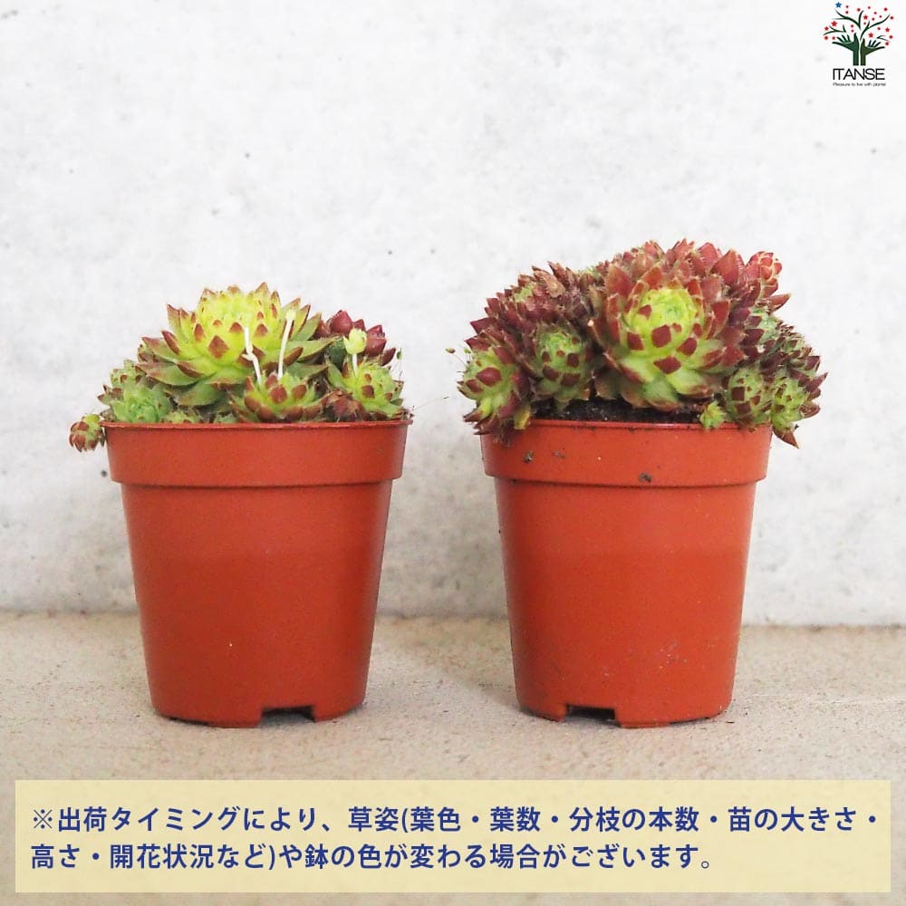 センペルビウム ジョビバルバ レッド【多肉植物 2.5号鉢】｜ 【植物の