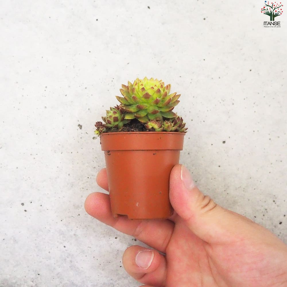 センペルビウム ジョビバルバ レッド【多肉植物 2.5号鉢】｜ 【植物の