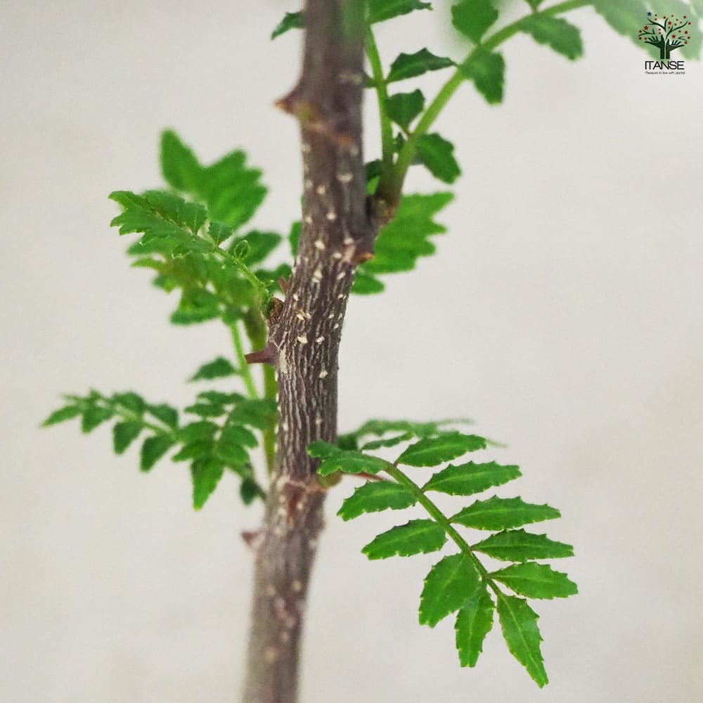 朝倉サンショウ 【果樹の苗 3.5号ポット／1個売り】｜ 【植物の