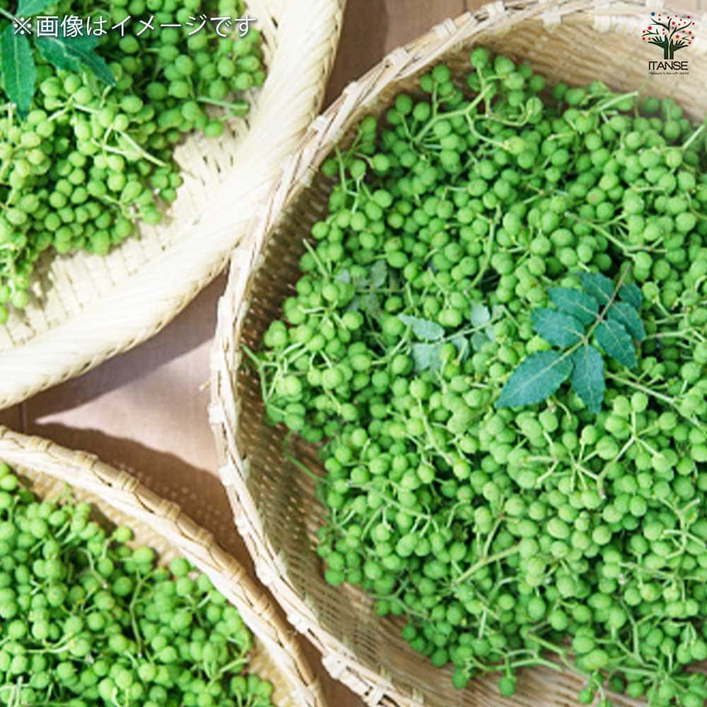 朝倉サンショウ 【果樹の苗 3.5号ポット／1個売り】｜ 【植物の