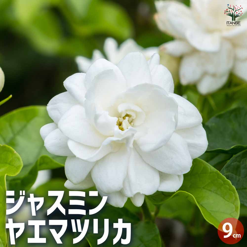 ジャスミン ヤエマツリカ