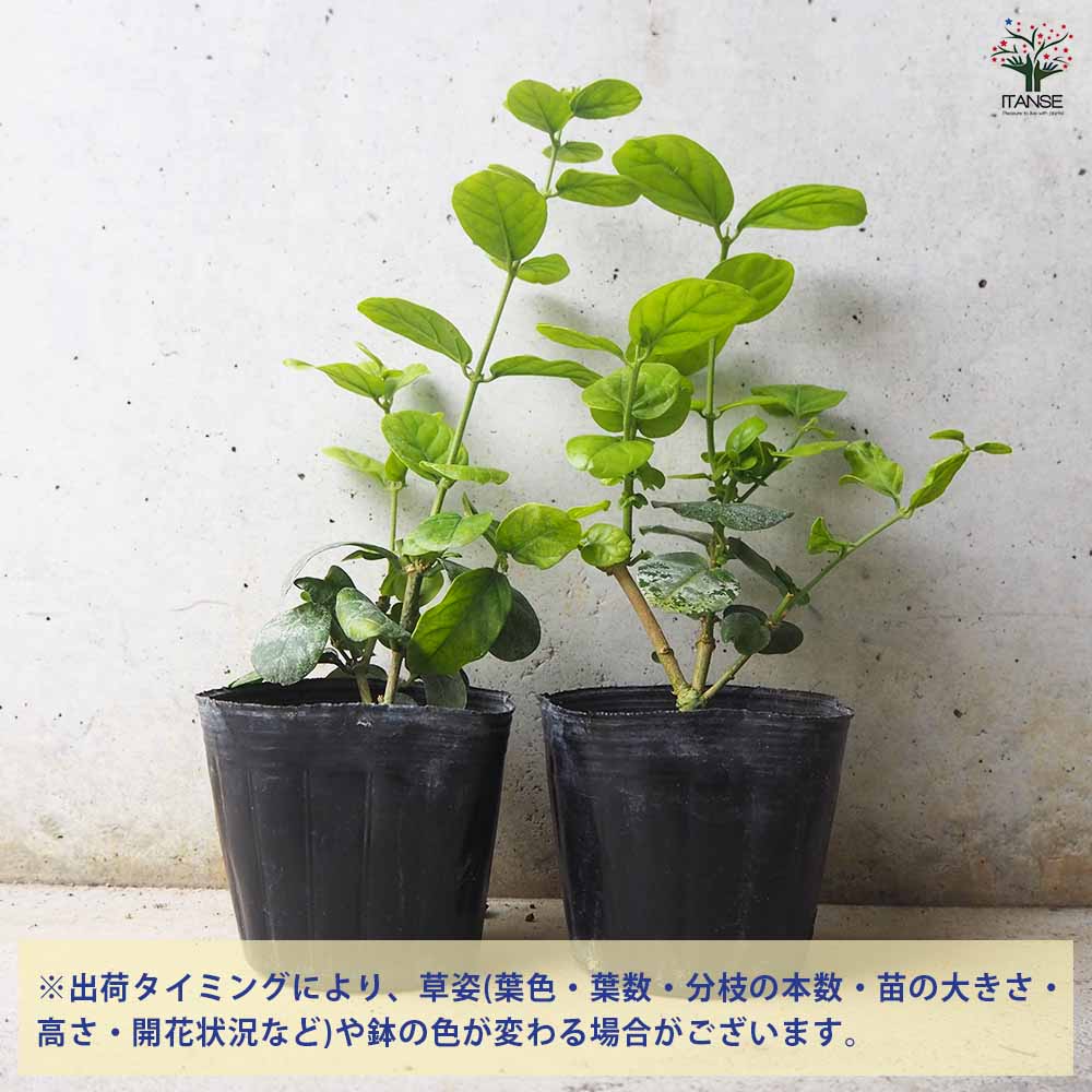ジャスミン ヤエマツリカ 【花木苗 9cmポット／お買い得2個セット