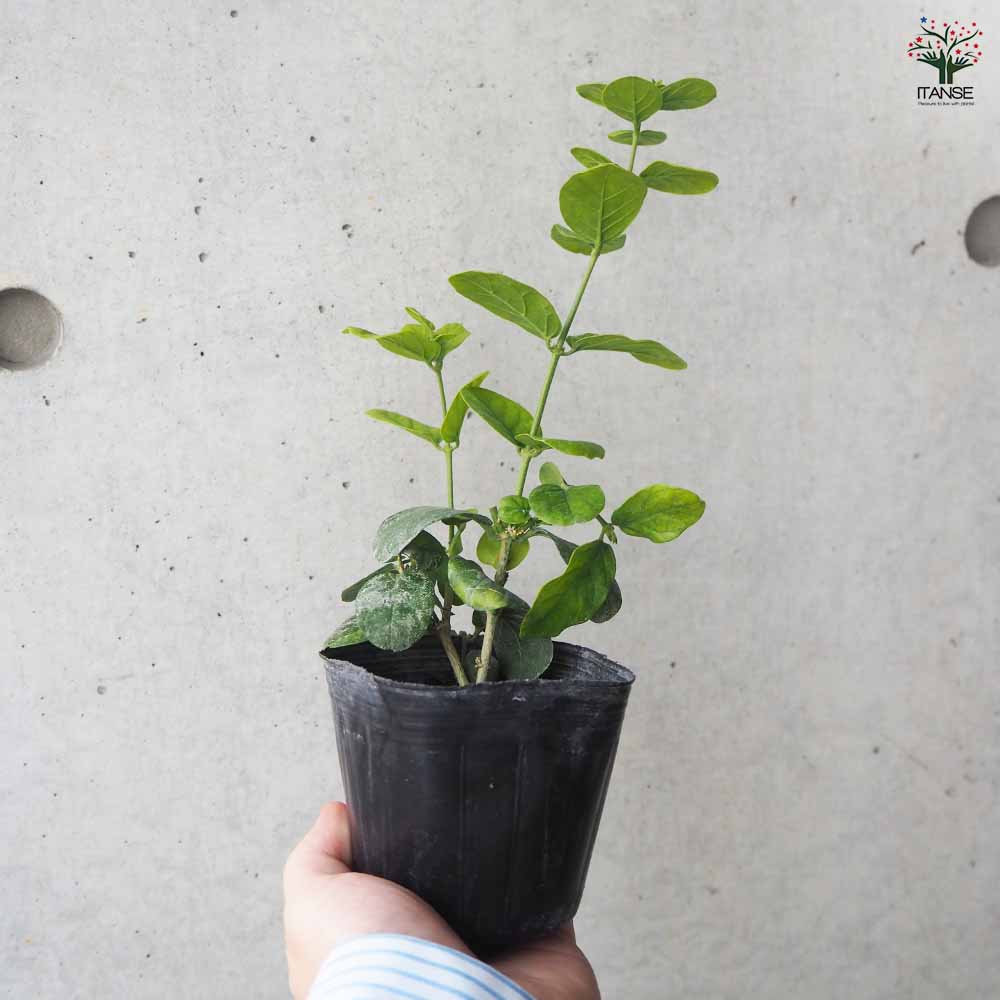 ジャスミン ヤエマツリカ 【花木苗 9cmポット／お買い得2個