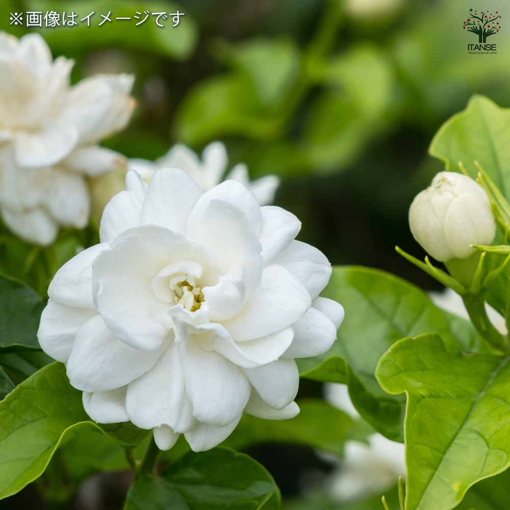 ジャスミン ヤエマツリカ 【花木苗 9cmポット／お買い得2個セット】