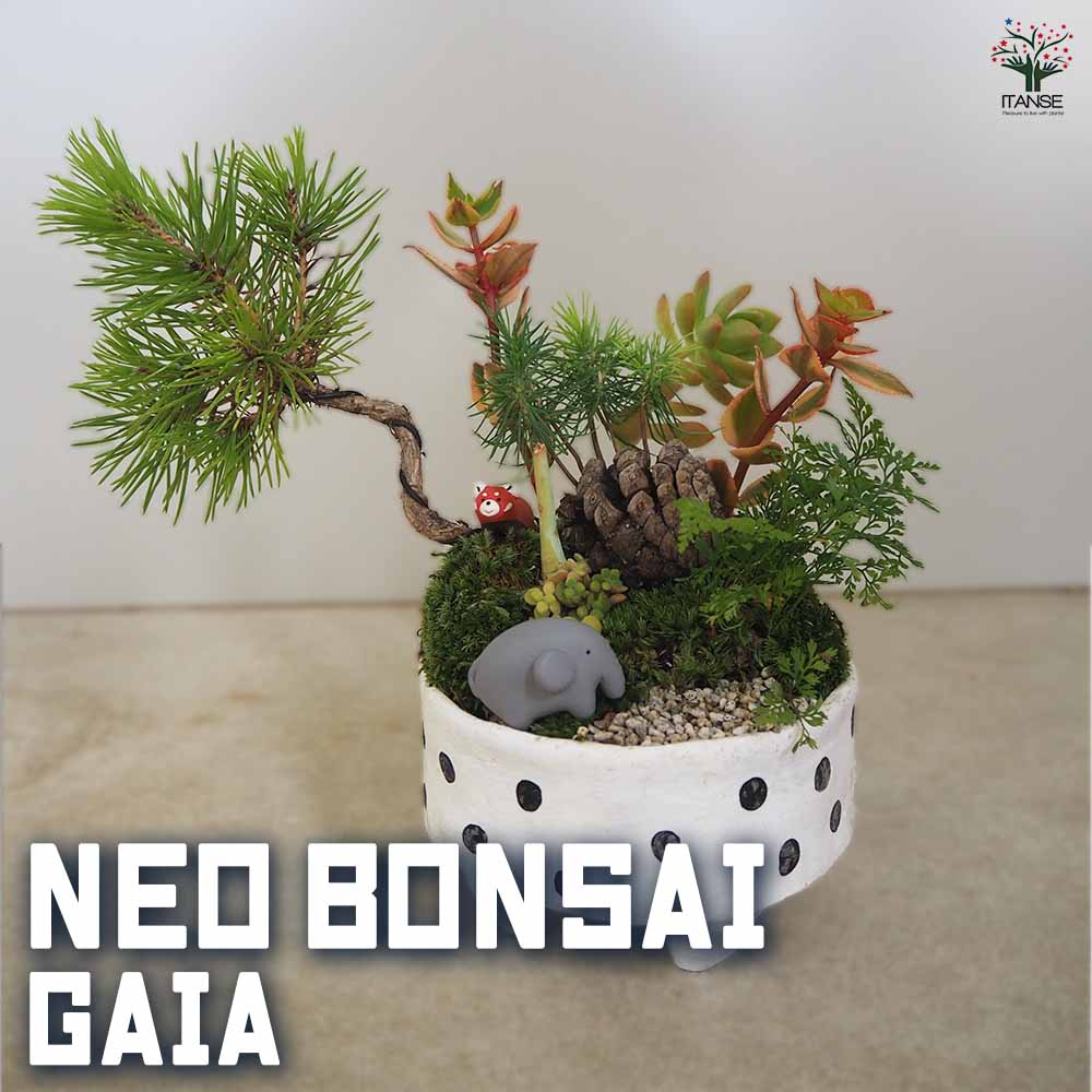 NEO BONSAI ～GAIA～ 【盆栽 陶器鉢盆栽／1個売り】