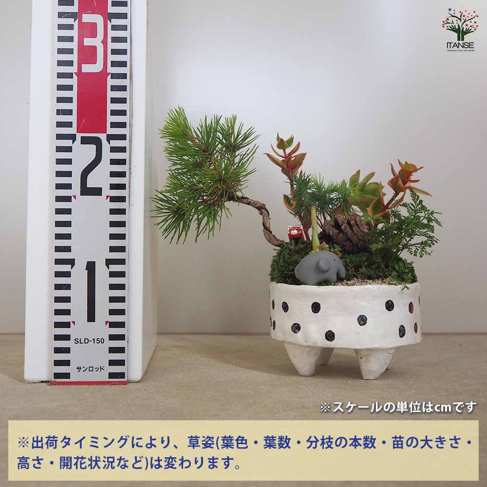 NEO BONSAI ～GAIA～ 【盆栽 陶器鉢盆栽／1個売り】
