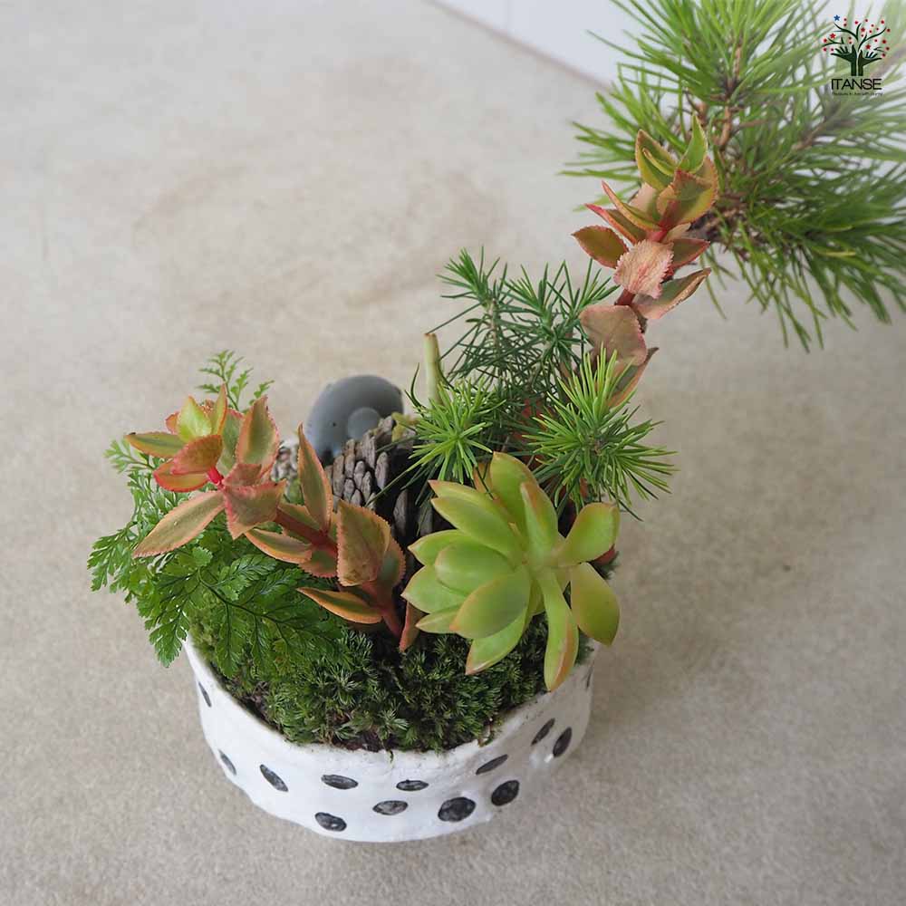 NEO BONSAI ～GAIA～ 【盆栽 陶器鉢盆栽／1個売り】