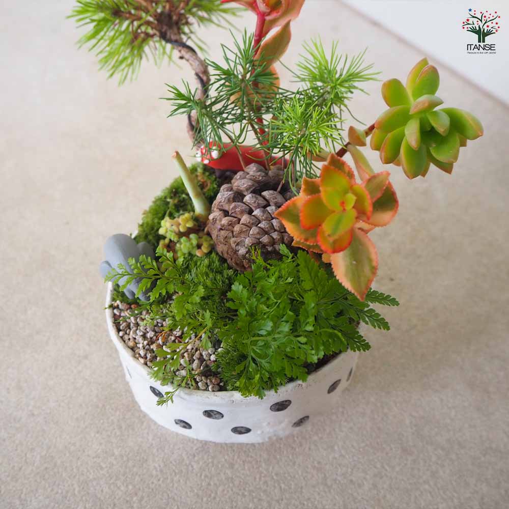 NEO BONSAI ～GAIA～ 【盆栽 陶器鉢盆栽／1個売り】