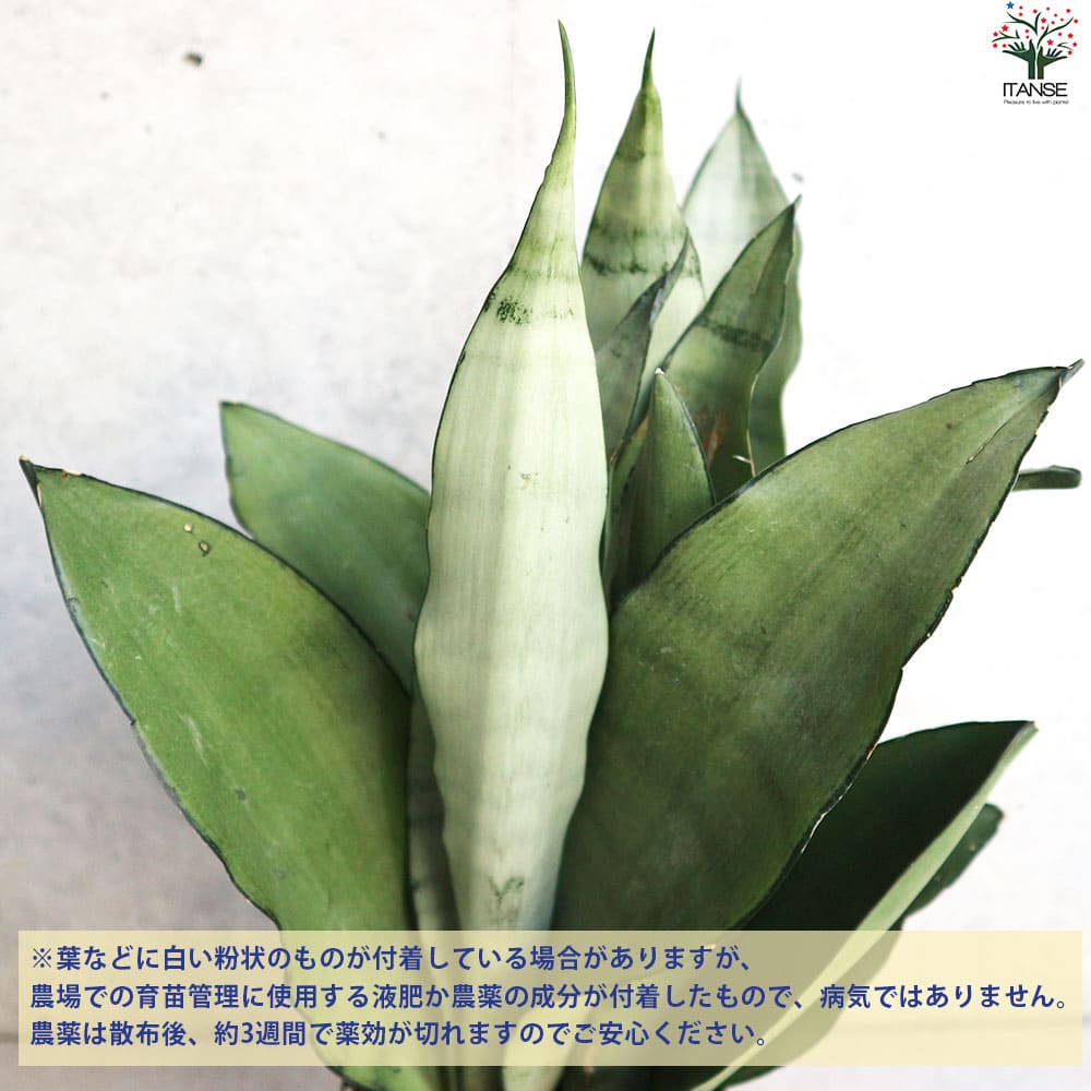 【希少】サンスベリア ムーンシャイン複数株 25〜35cmバラ売り可 サンスベリア ムーンシャイン 【観葉植物 3.5号／1個売り】｜ 【植物の
