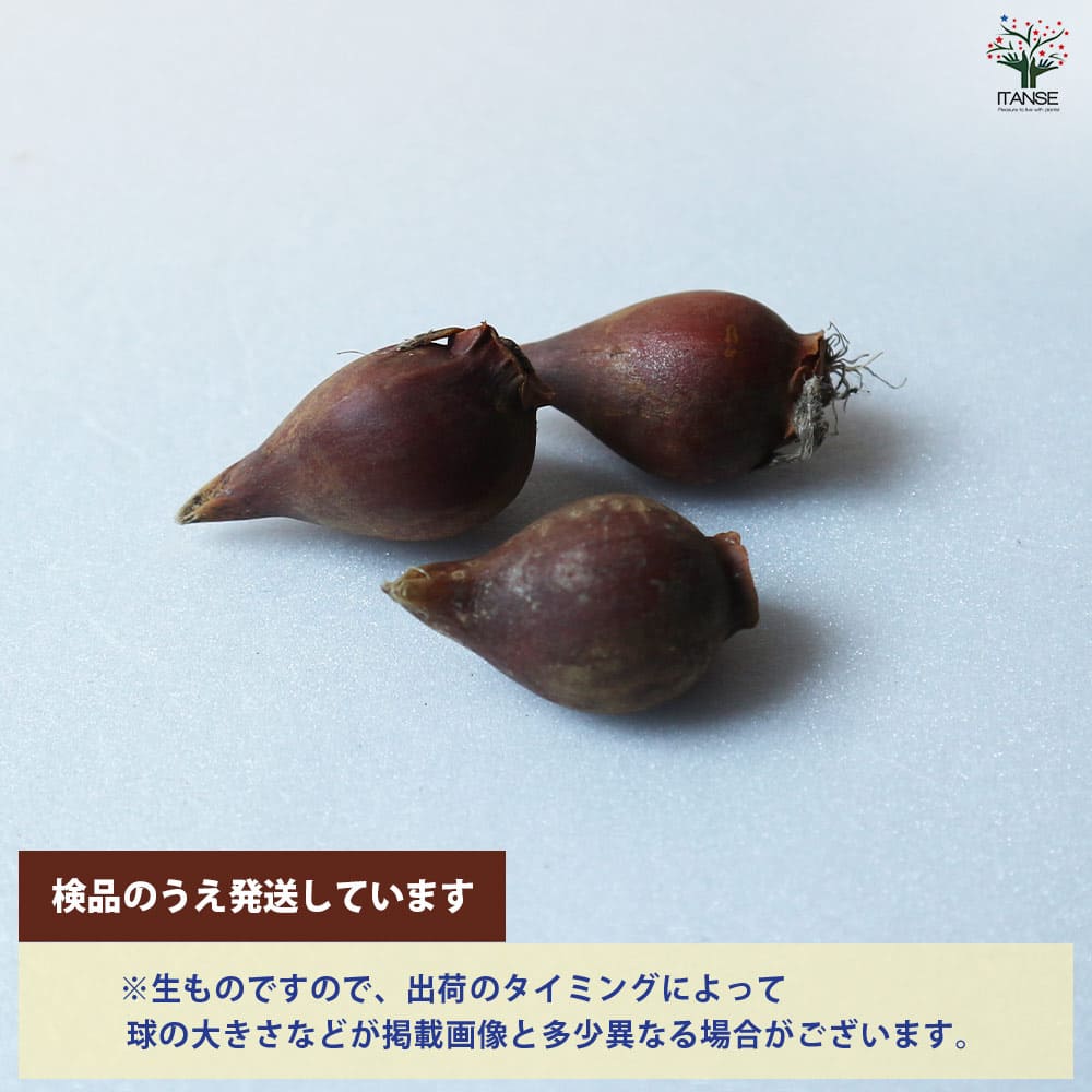 球根 原種系チューリップ ブルーアイ 【花球根 3球／1個売り】