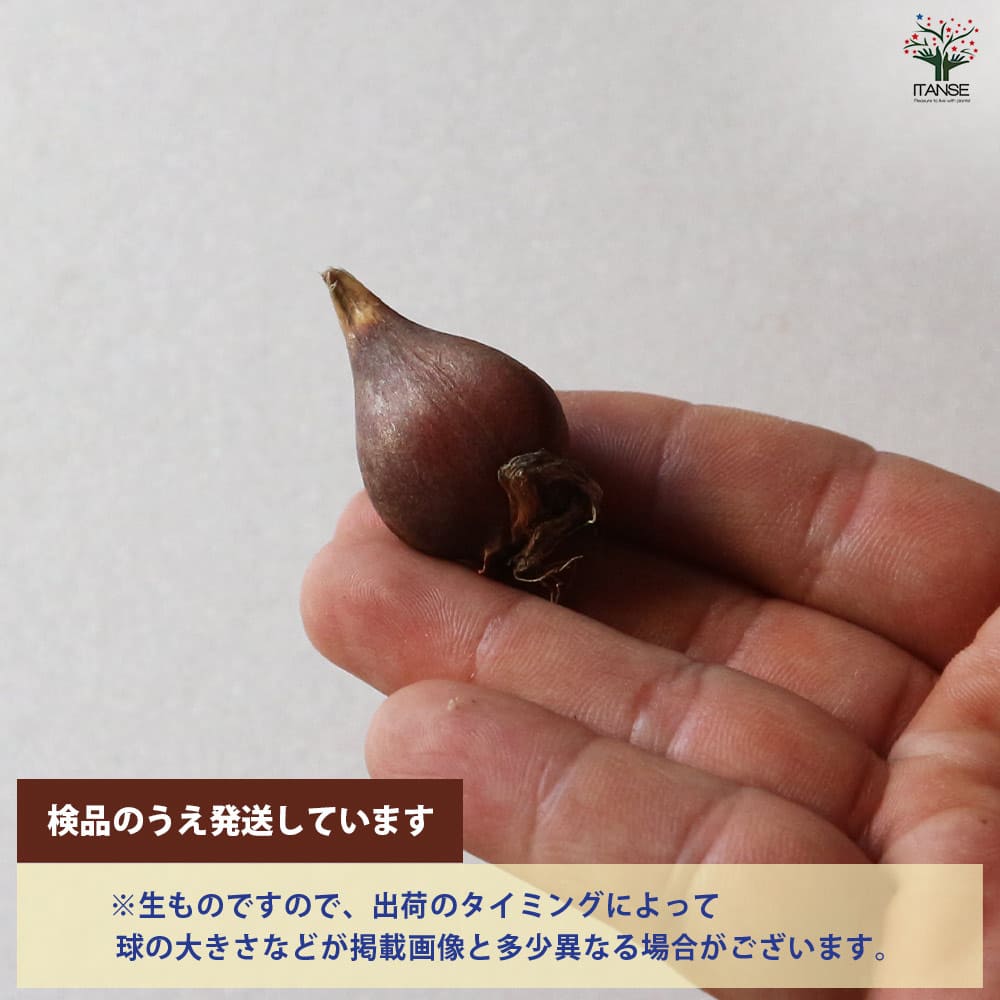 球根 原種系チューリップ ブルーアイ 【花球根 3球／1個売り】