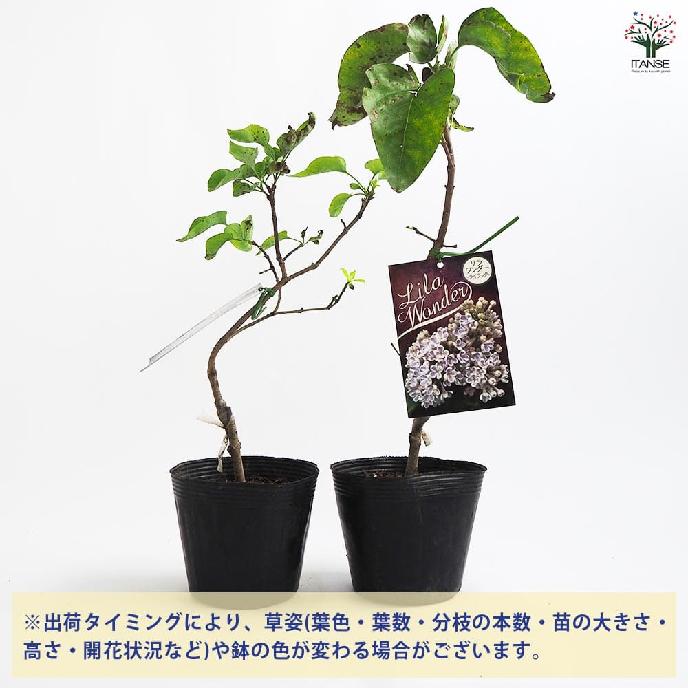 ライラック リラワンダー 【花木苗 4.5号】｜ 【植物のITANSE