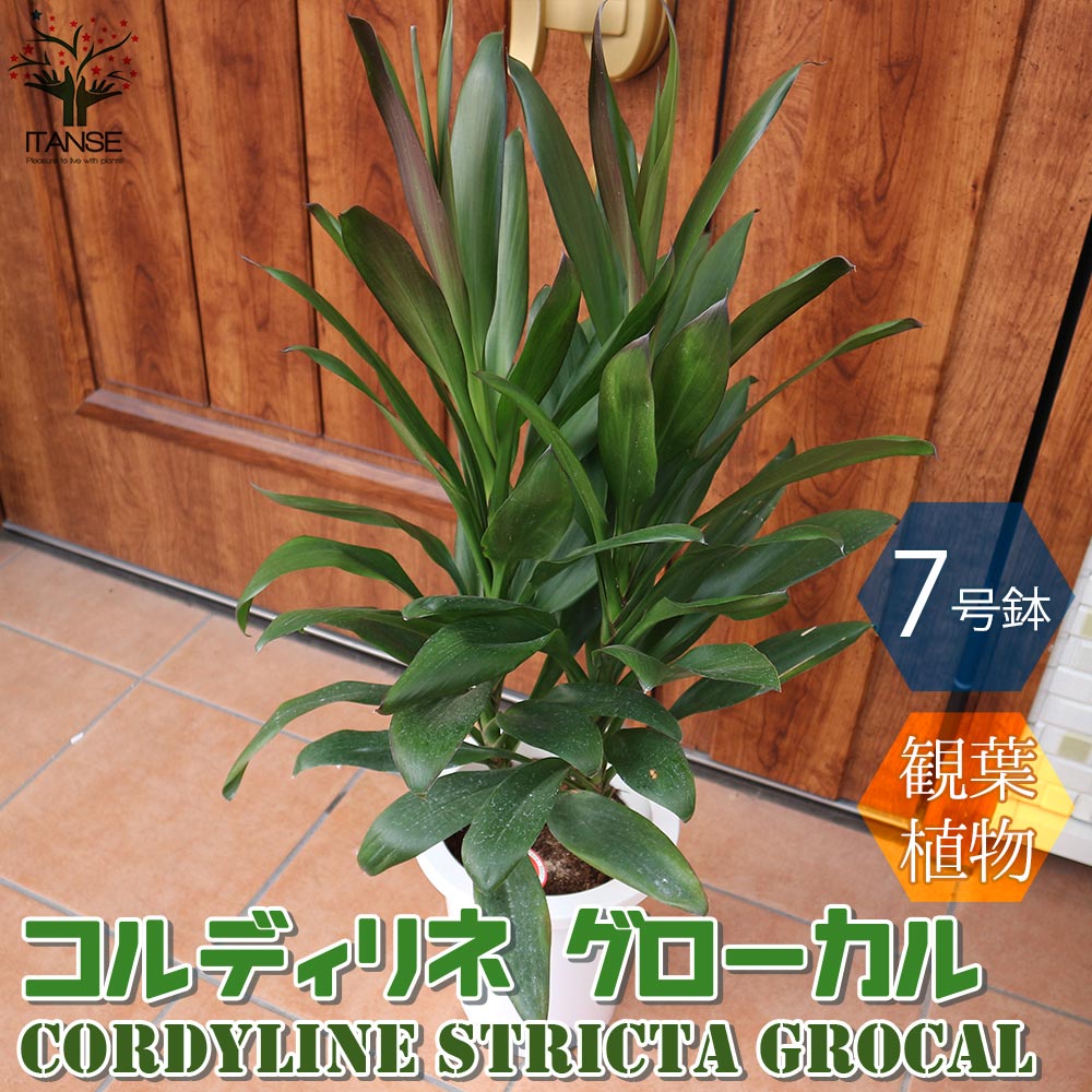観葉植物 コルディリネ･グローカル【観葉植物 7号プラスチック鉢Sサイズ／1個売り】