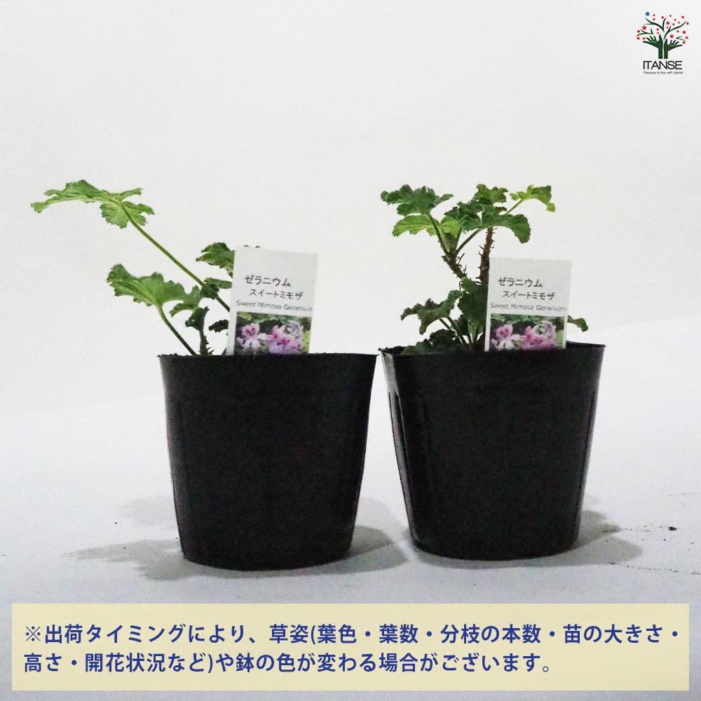 ゼラニウム スイートミモザ 【ハーブの苗 9cmポット】｜ 【植物の