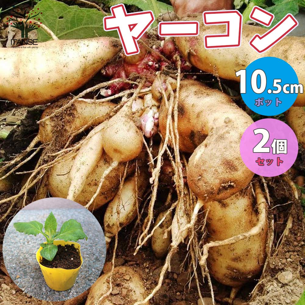 ヤーコンの苗 健康野菜の苗【野菜の苗 3.5号ポット／2個～】
