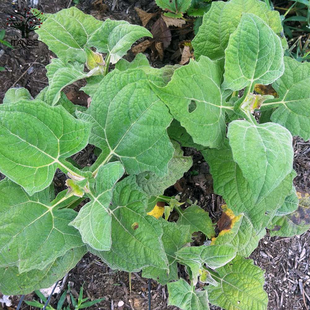 ヤーコンの苗 健康野菜の苗【野菜の苗 3.5号ポット／2個～】