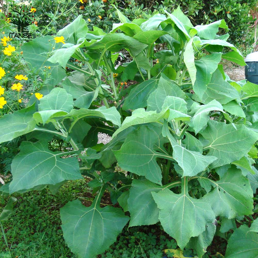 ヤーコンの苗 健康野菜の苗【野菜の苗 3.5号ポット／2個～】