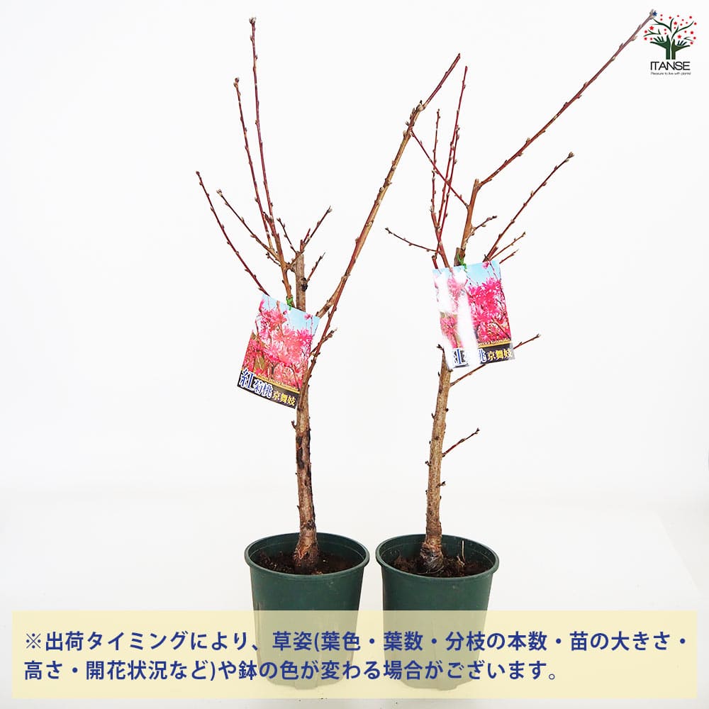 花桃の苗木 紅菊桃 京舞妓 【花木苗 6号／1個売り】｜ 【植物の