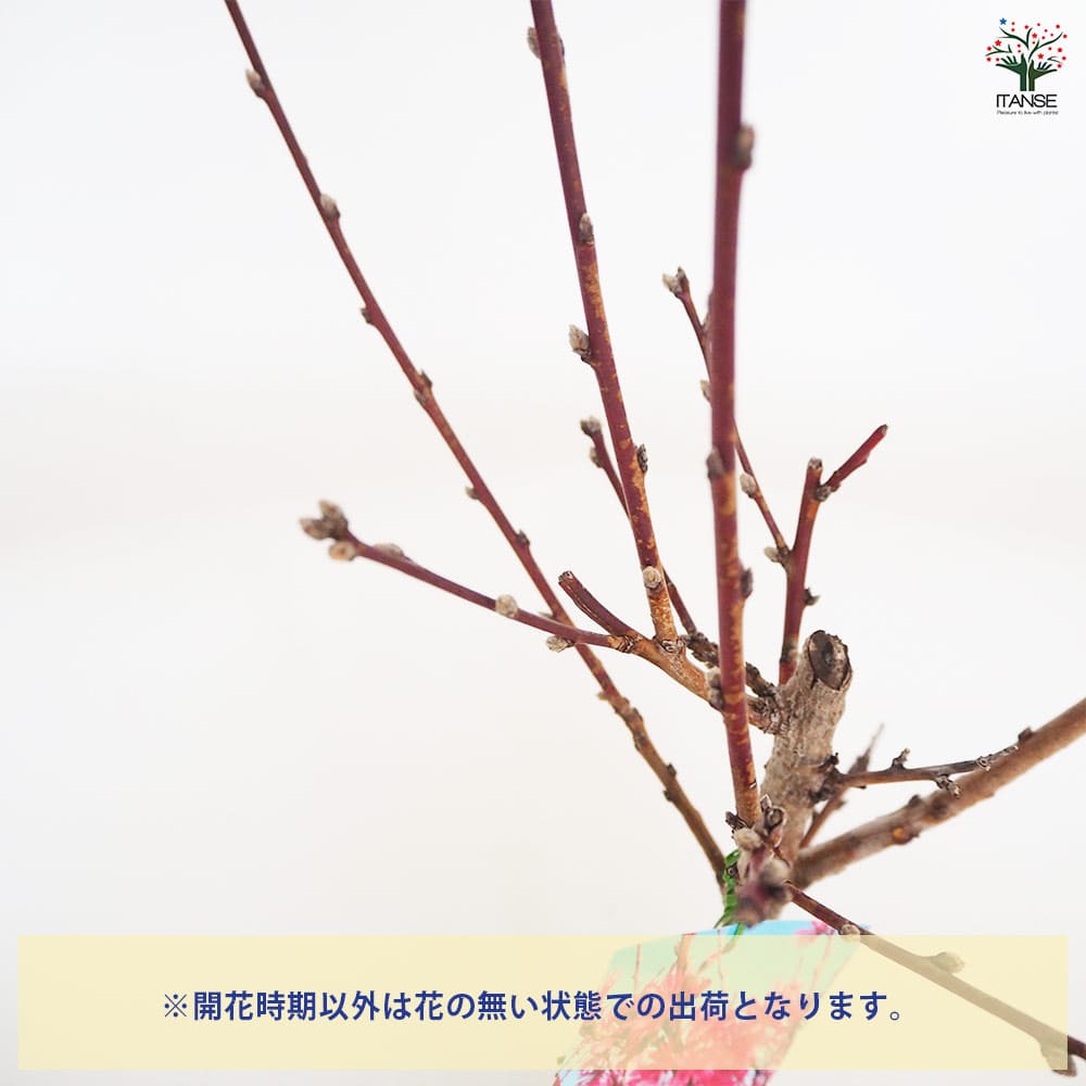 花桃の苗木 紅菊桃 京舞妓 【花木苗 6号/1個売り】| 【植物の 花桃の苗木 紅菊桃 京舞妓 【花木苗 6号/1個売り】| 【植物の