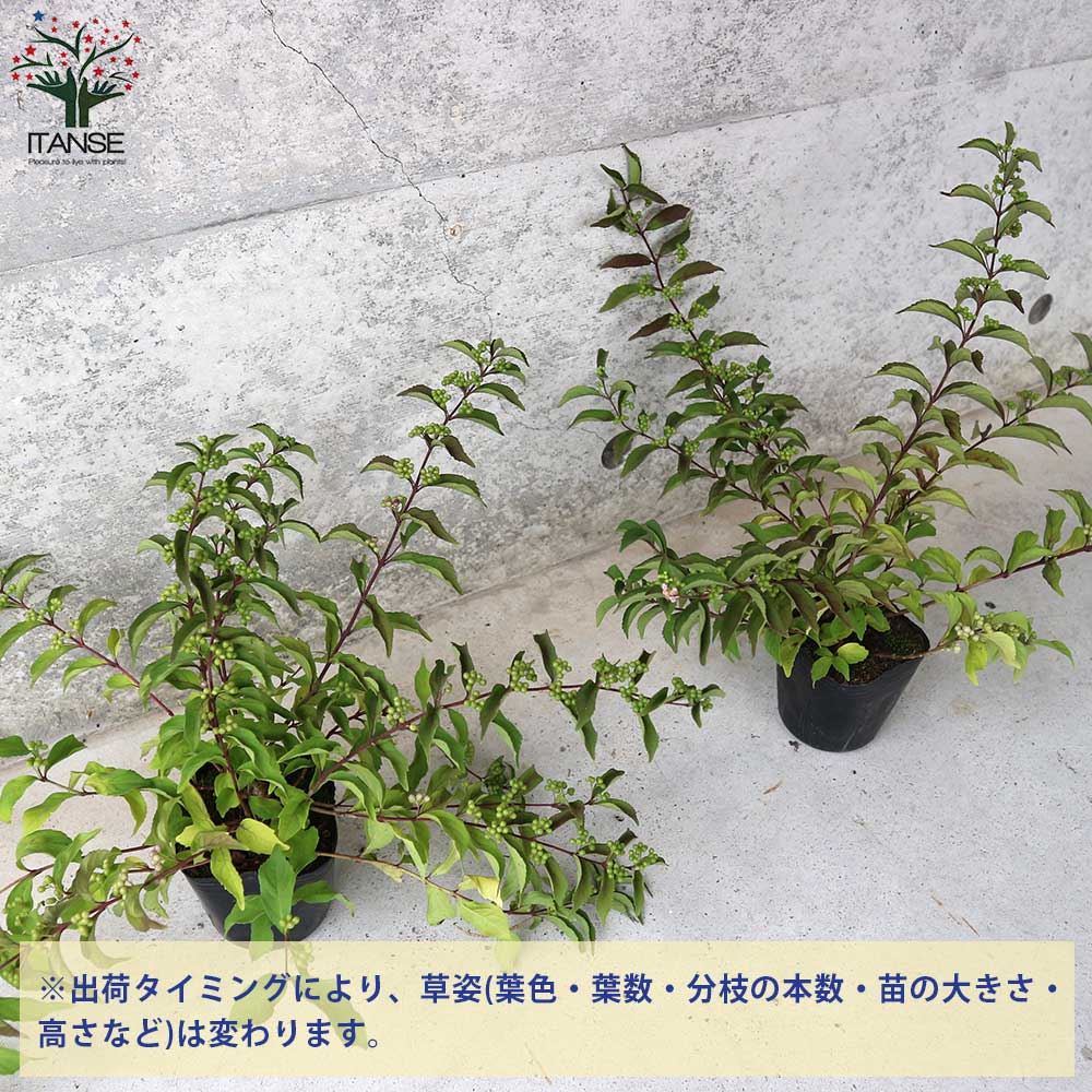 ムラサキシキブ(紫式部) コムラサキ【庭木 3～3.5号ポット苗／1個売り