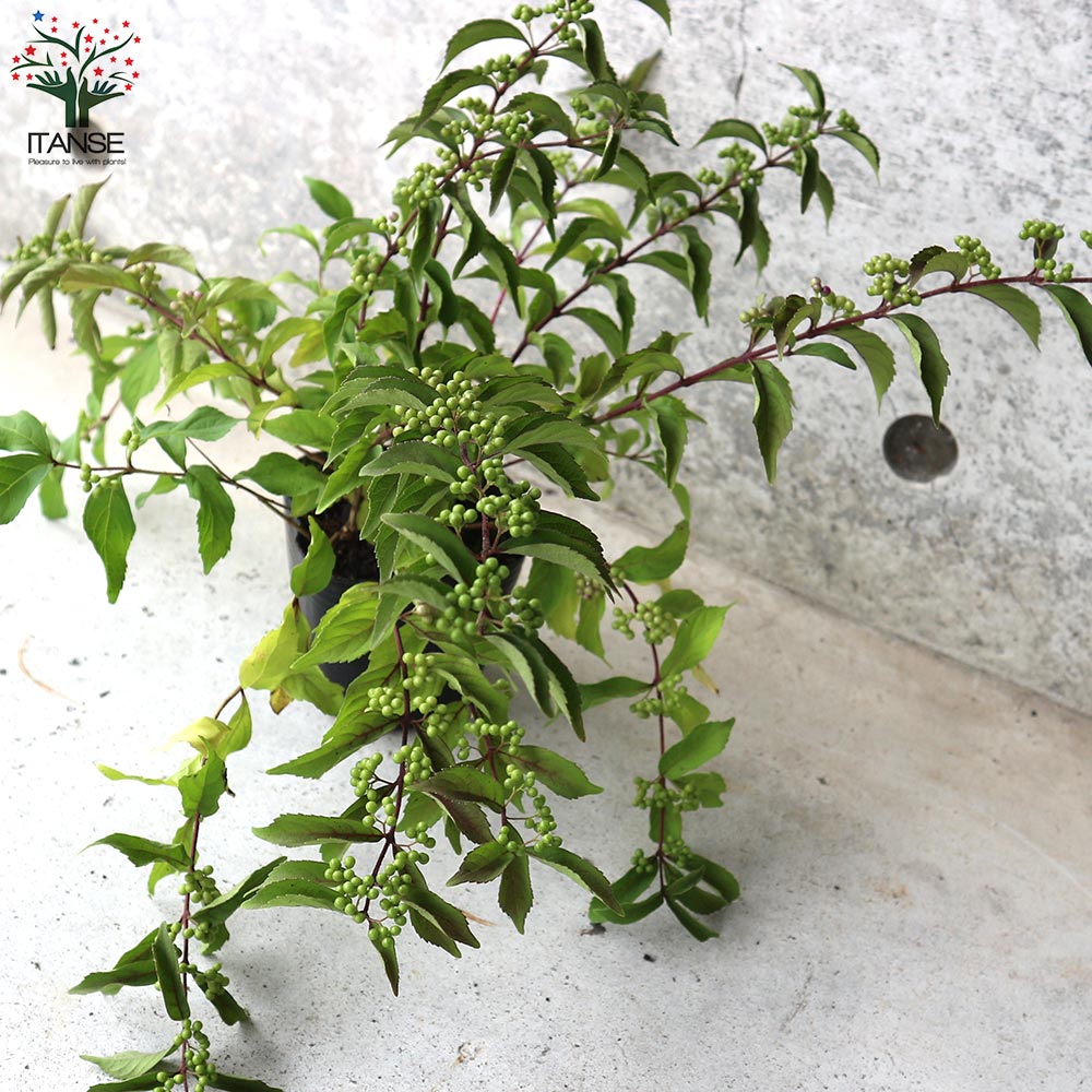 ムラサキシキブ(紫式部) コムラサキ【庭木 3～3.5号ポット苗／1個売り