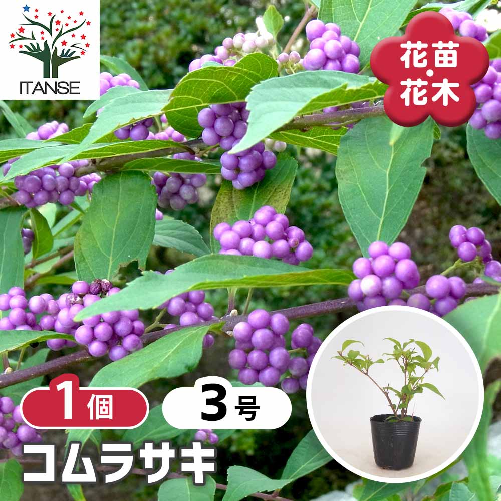 コムラサキ 小紫 苗木 鉢植え ムラサキシキブ大きめ苗 紫色の実が付くラピュタ コムラサキ【庭木 3～3.5号／1個売り】｜ 【植物のITANSE】全品