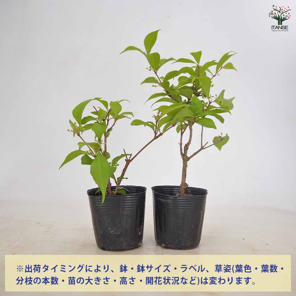 コムラサキ【庭木 3～3.5号／1個売り】｜ 【植物のITANSE】全品
