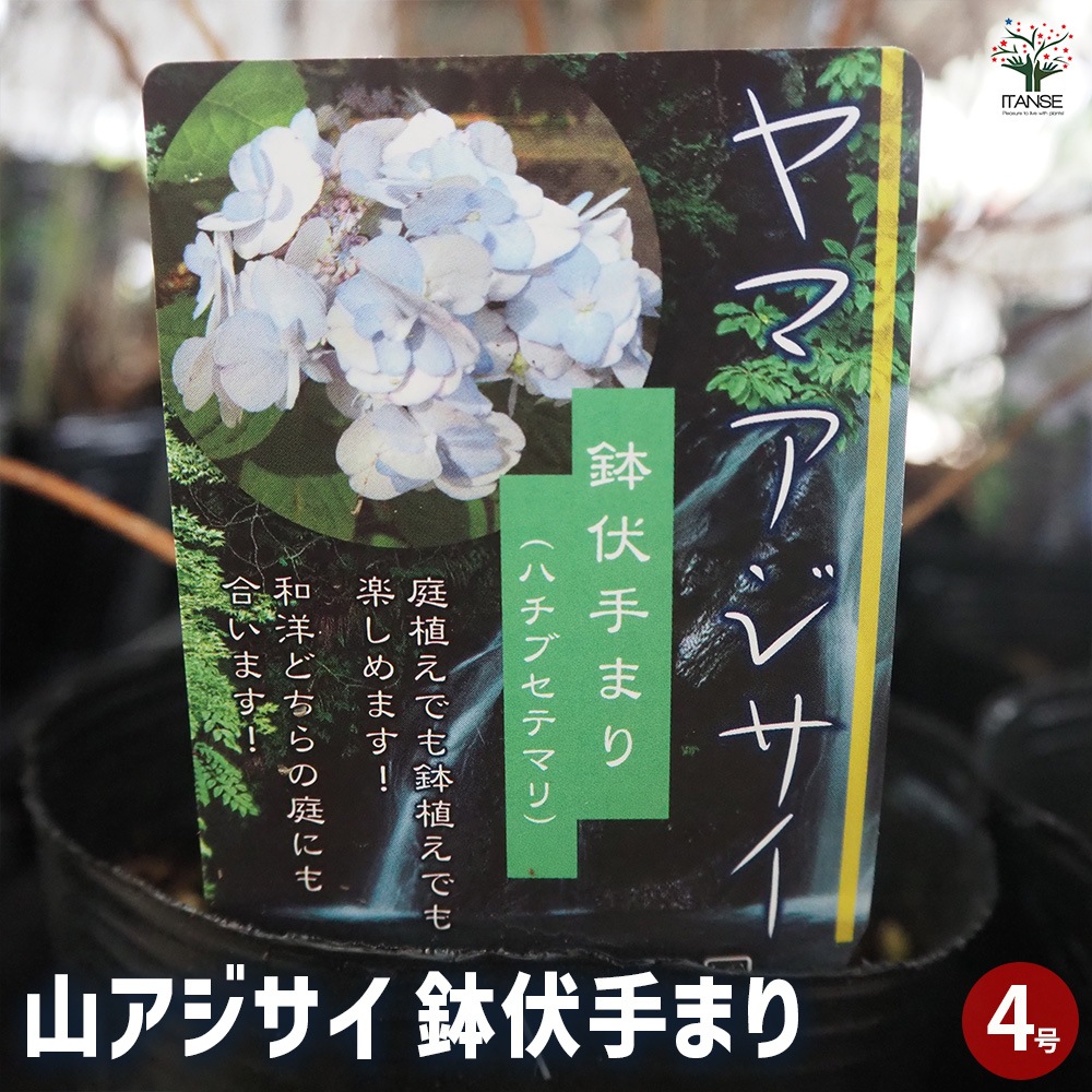 山アジサイ 鉢伏手まり 【花木苗 4号】｜ 【植物のITANSE】全品