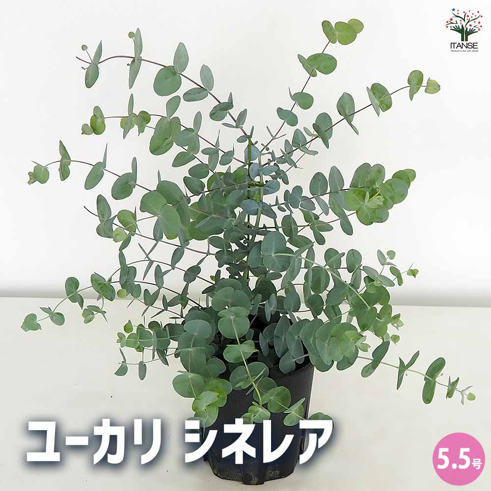 ユーカリ シネレア 【花木苗 5.5号／1個売り】｜ 【植物のITANSE