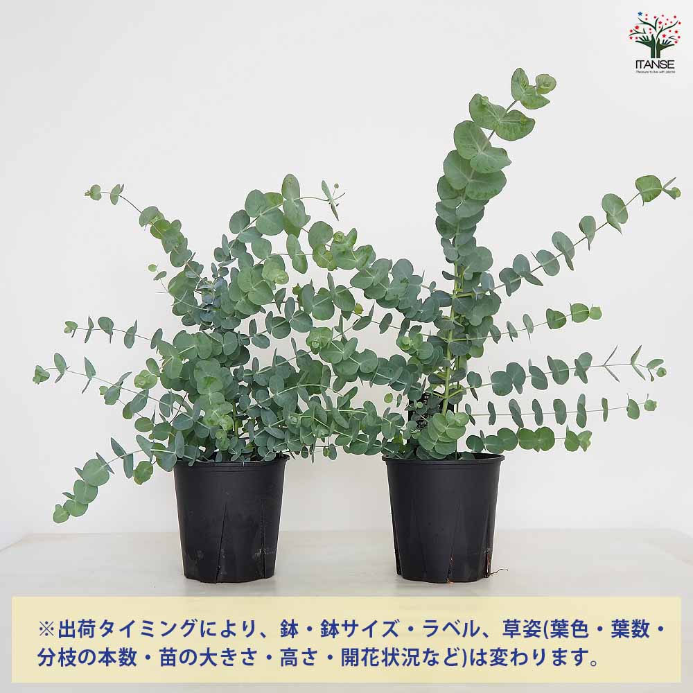 レア種　ユーカリ　ペリニアナ ユーカリ シネレア 【花木苗 5.5号／1個売り】｜ 【植物のITANSE