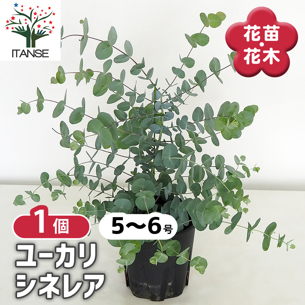 ユーカリ シネレア 【花木苗 5～6号／1個売り】｜ 【植物の