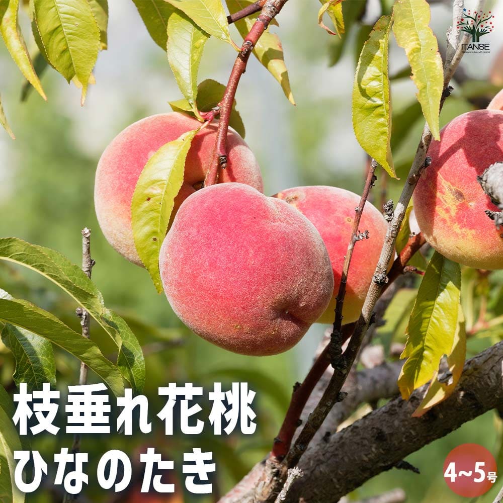 ④ 花桃　花もも　枝垂れ　ピンク　実性苗　花苗　花苗木 ハナモモ 桃花 枝垂れ桃 苗 販売 苗木部 By 花ひろばオンライン