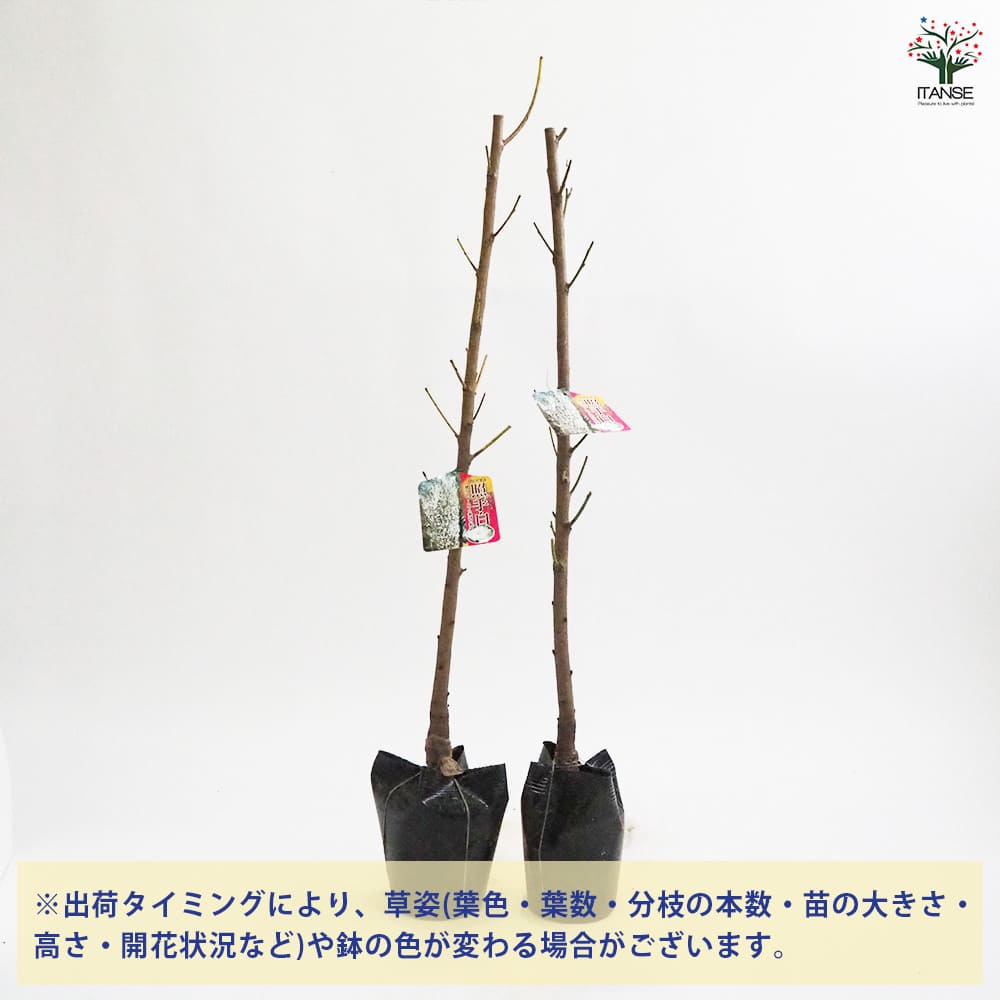 花桃の苗木 枝垂れ花桃 ひなのたき 【花木苗 4～5号／1個売り