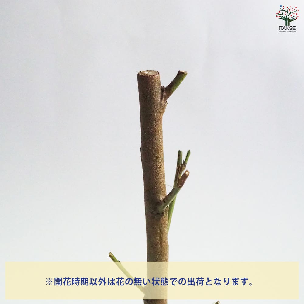 花桃の苗木 枝垂れ花桃 ひなのたき 【花木苗 4～5号／1個売り