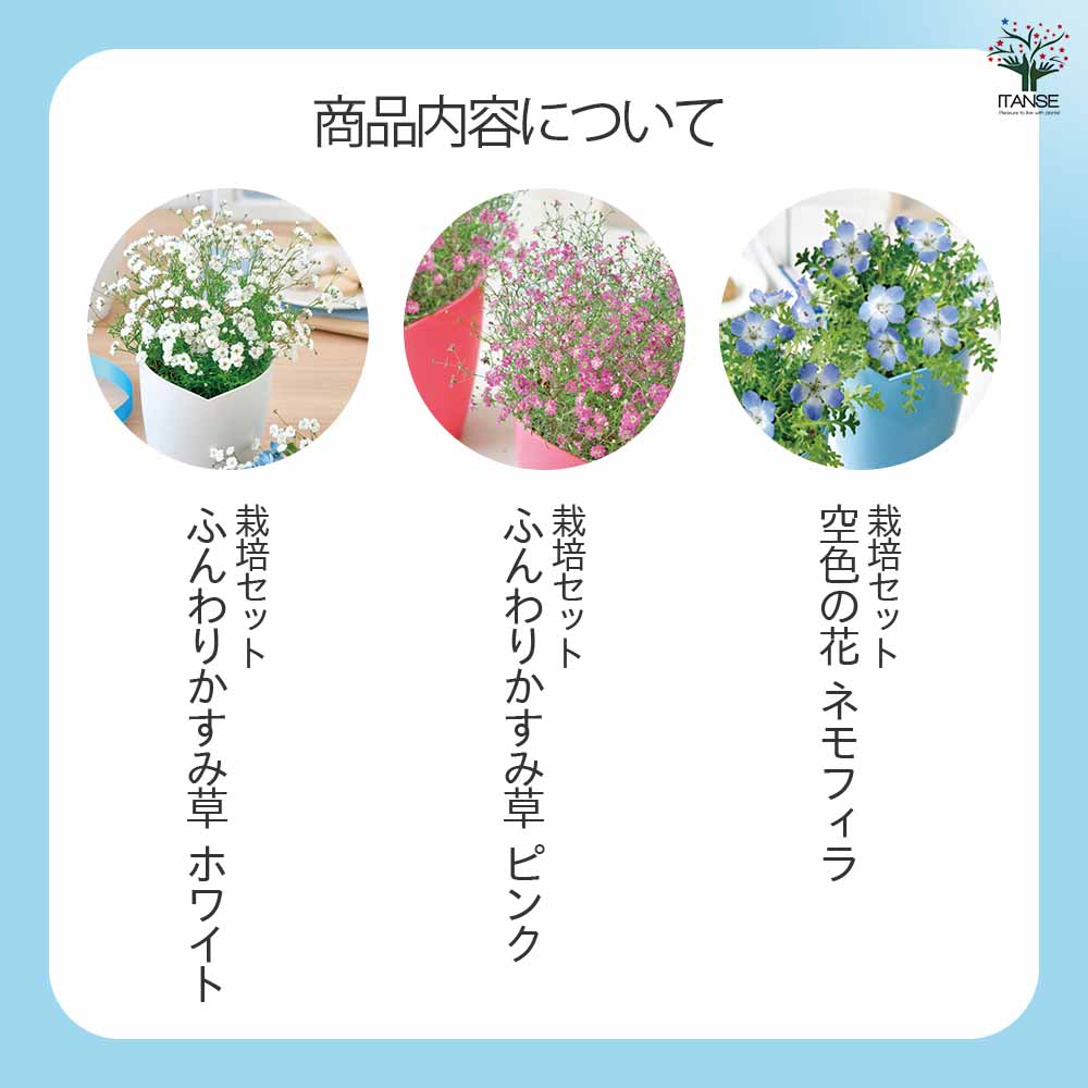 栽培セット お花シリーズ｜ 【植物のITANSE】全品送料無料・即出荷!