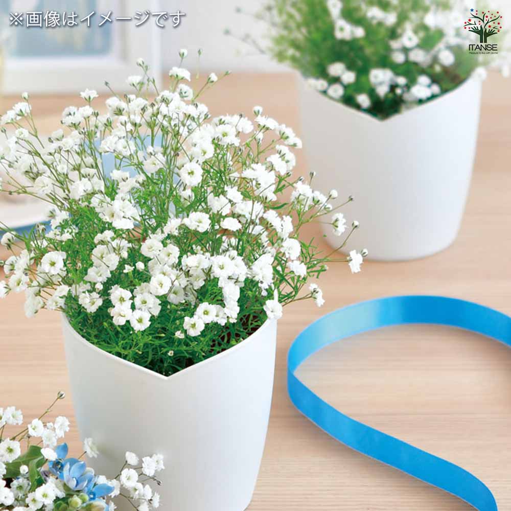 栽培セット お花シリーズ｜ 【植物のITANSE】全品送料無料・即出荷!
