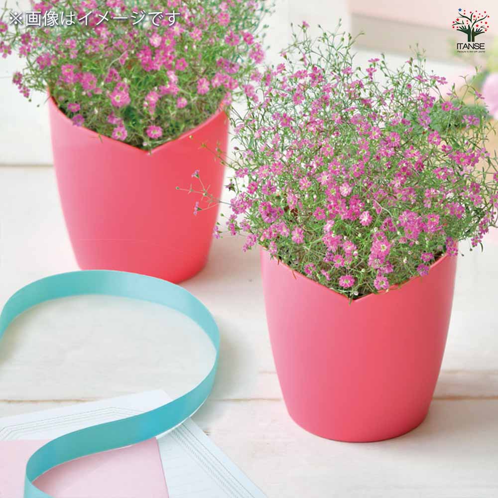 栽培セット お花シリーズ