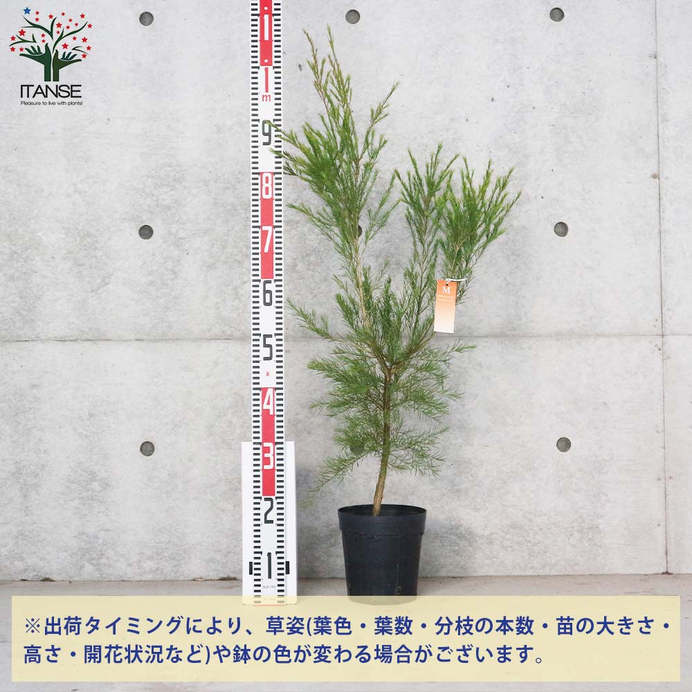 Itanse良品ｾﾚｸﾄ通販