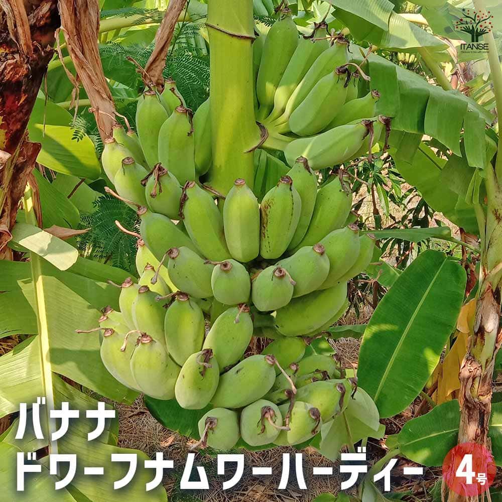 来年開花？特大苗210cmバナナ＝糖度モンスター◆ドワーフ　コーキバナナ◆耐寒強 バナナ 苗 ドワーフモンキー 6号 大苗 果樹苗 バナナの木 送料