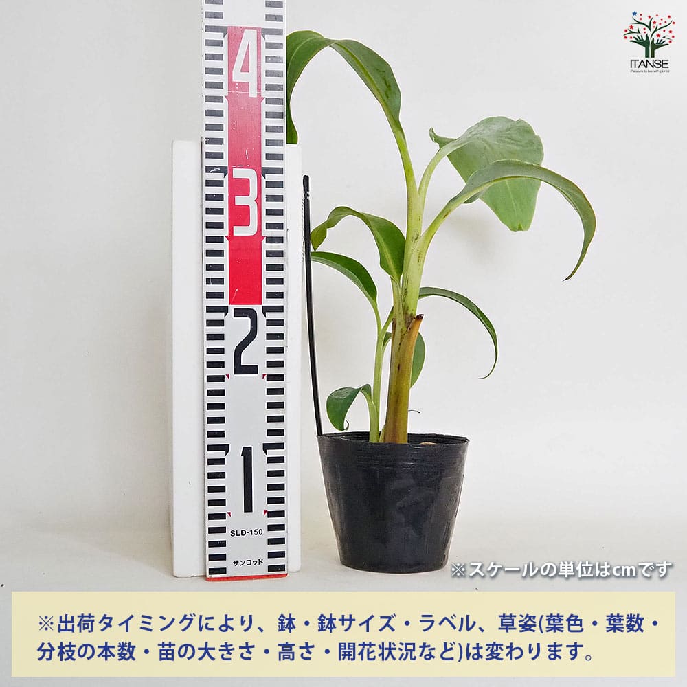 バナナの苗 ドワーフナムワーハーディー 【果樹の苗 4号／1個売り】