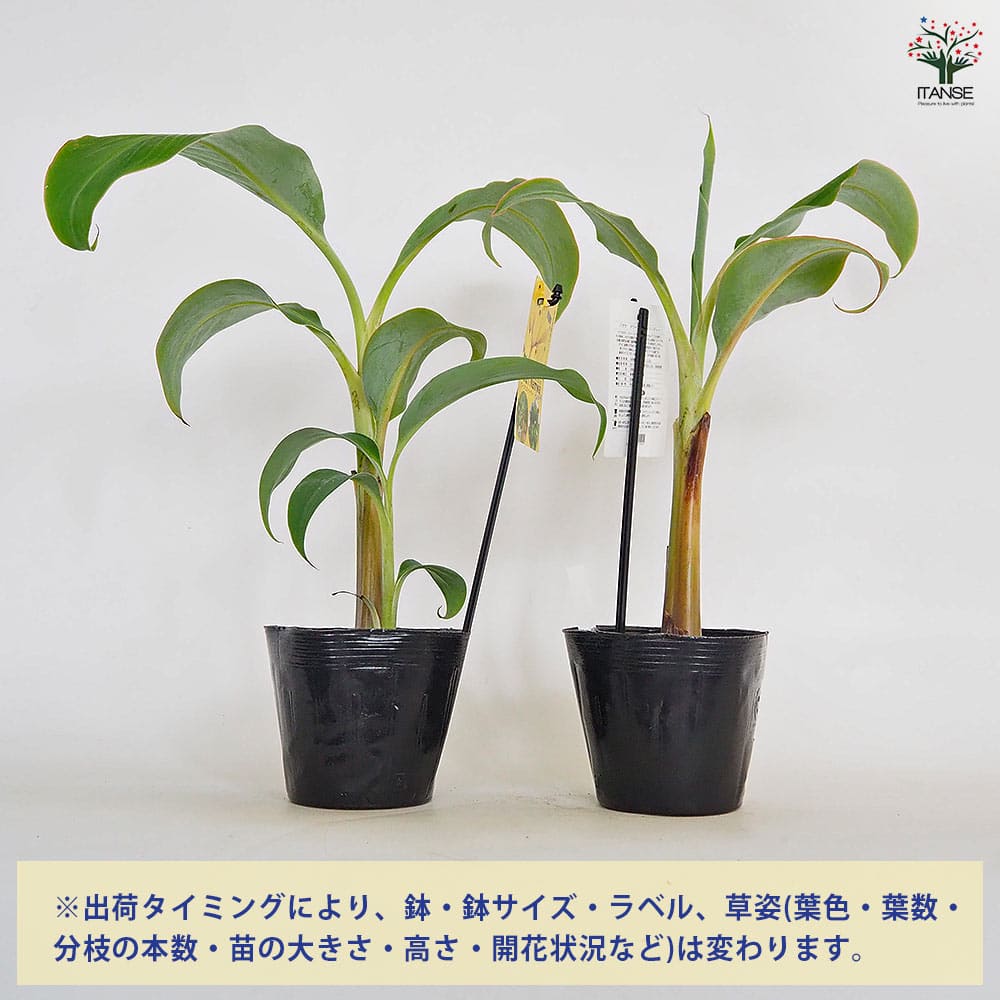 早期開花！２５０㎝,バナナ苗＝絶対王者の糖度◆超・ドワーフナムワ・キング◆耐寒強 早期開花！250㎝,バナナ苗＝絶対王者の糖度◇超・ドワーフ