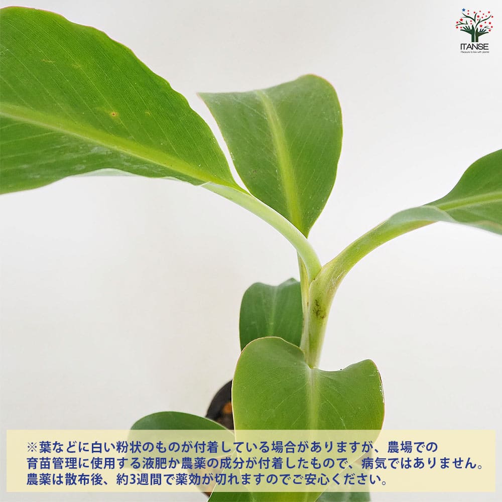 絶対王者の糖度◆収穫目的・255㎝,バナナ苗＝超・ドワーフナムワ・キング◆耐寒強 2m、バナナ苗＝絶対王者の糖度モンスター◇超・ドワーフナムワ