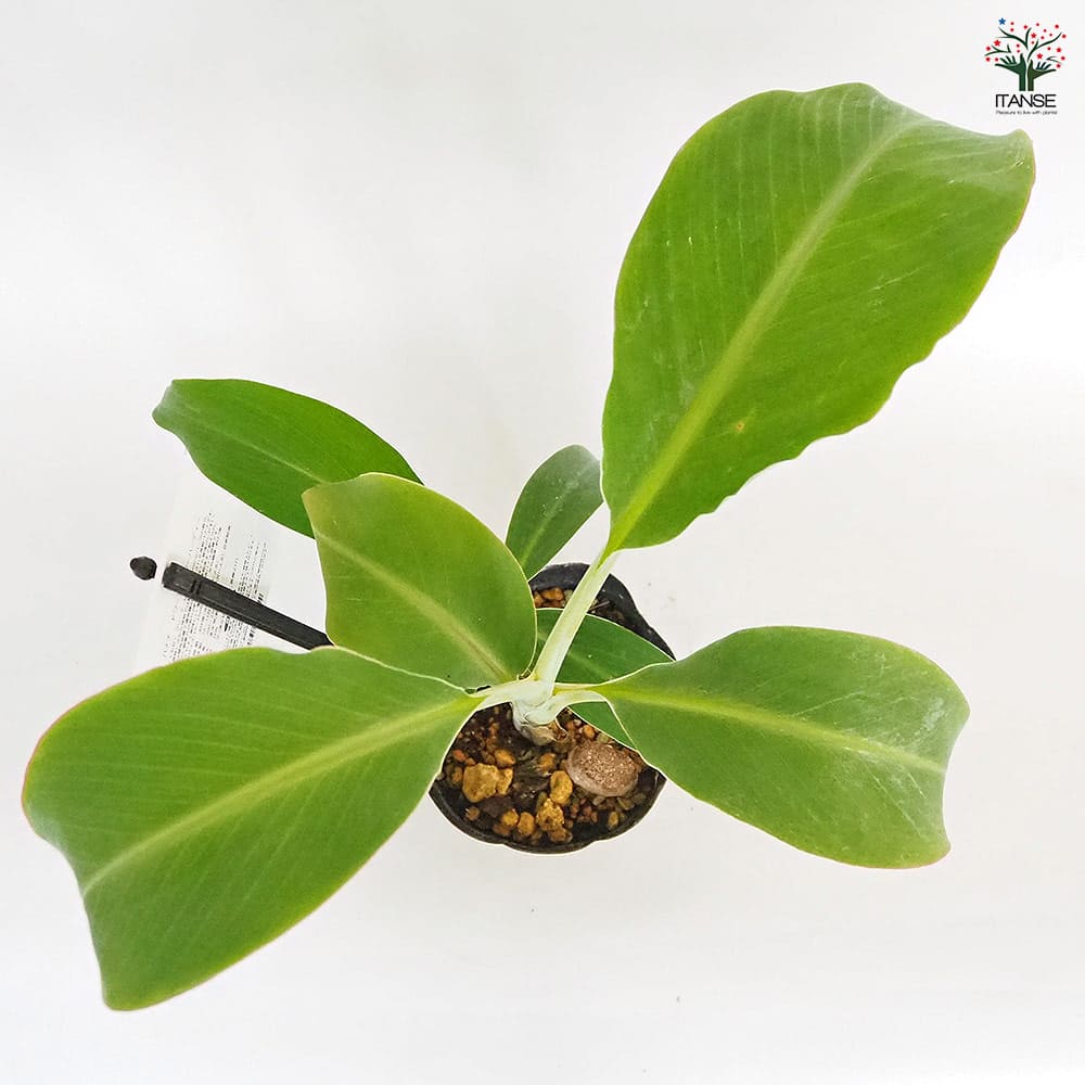 バナナの苗 ドワーフナムワーハーディー 【果樹の苗 4号／1個売り】