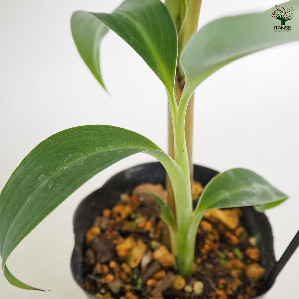 バナナの苗 ドワーフナムワーハーディー 【果樹の苗 4号／1個売り】