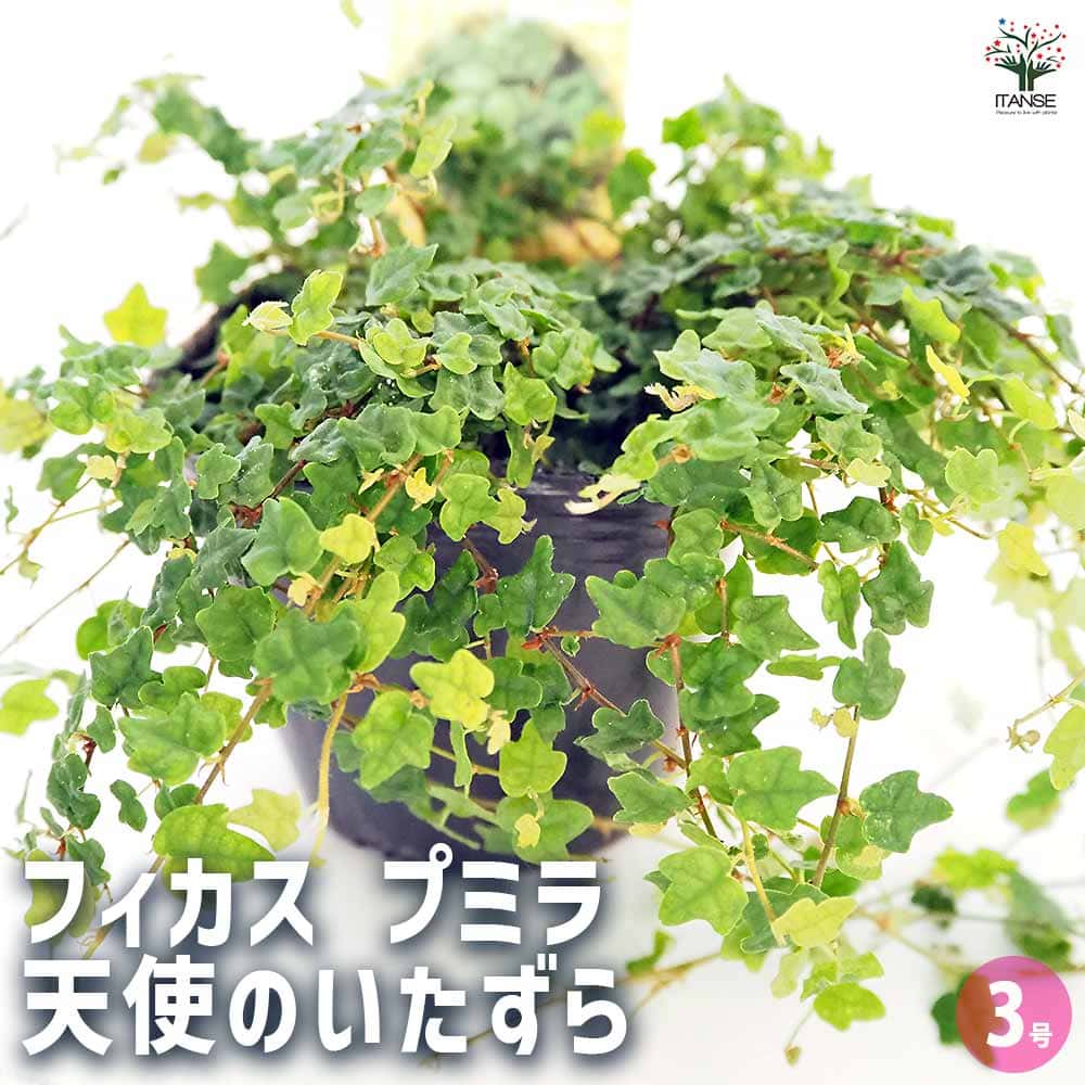 フィカス プミラ 天使のいたずら 【観葉植物 3号】｜ 【植物の