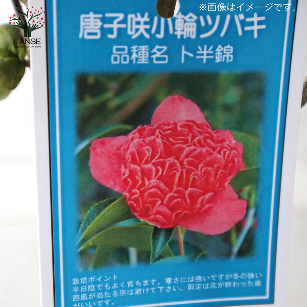0円 超激安特価 椿の木 黒椿 約1.1m 現品発送 クロツバキ 特大植木苗木大苗 常緑樹 送料無料 0円 超激安特価 椿の木 黒椿 約1.1m 現品発送 クロツバキ 特大植木苗木大苗 常緑樹 送料無料